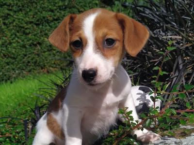 Jack Russell puppies in Cavan