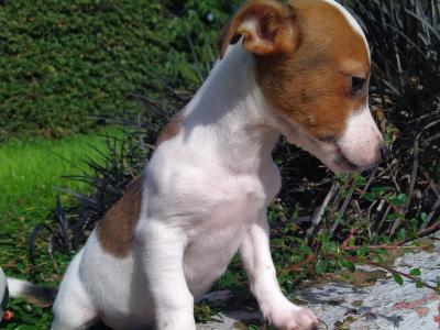 Jack Russell puppies in Cavan