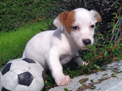 Jack Russell puppies in Cavan