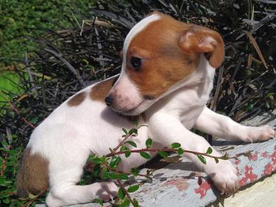 Jack Russell puppies in Cavan
