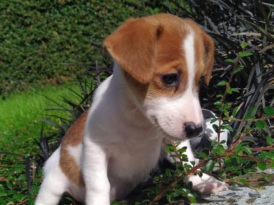 Jack Russell puppies in Cavan
