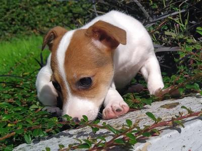 Jack Russell puppies in Cavan