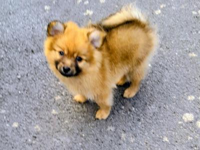 Beautiful Affectionate Pomeranian puppies in Kerry