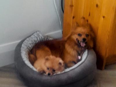 Beautiful Affectionate Pomeranian puppies in Kerry