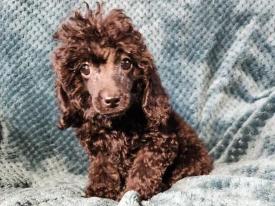 Pbnr Miniature Poodle puppies in Cork