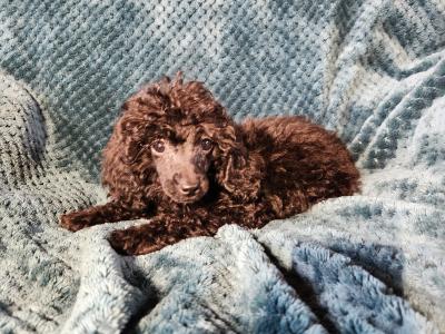 Pbnr Miniature Poodle puppies in Cork