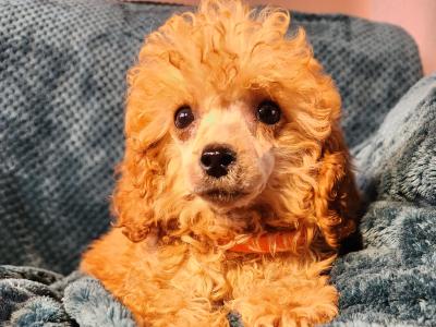 Pbnr Miniature Poodle puppies in Cork