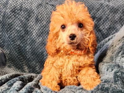 Pbnr Miniature Poodle puppies in Cork