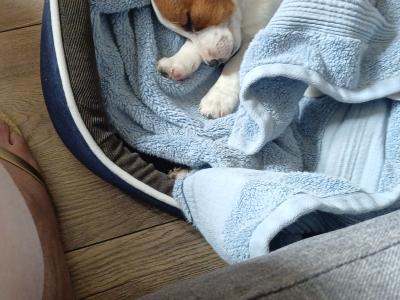 Female Jack Russell puppy + essentials in Tipperary