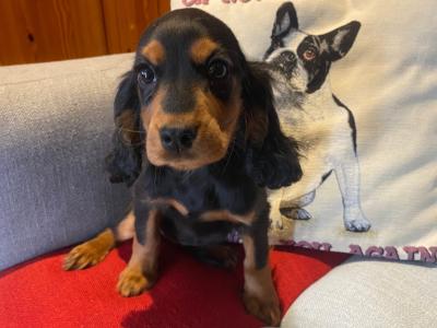 Cockalier puppies (Cocker Spaniel x Cavalier King Charles) in Carlow