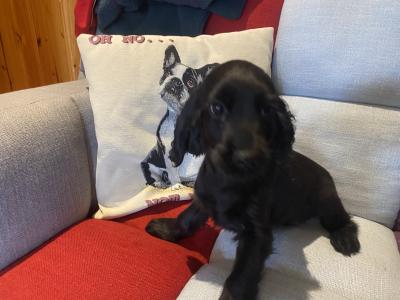 Cockalier puppies (Cocker Spaniel x Cavalier King Charles) in Carlow