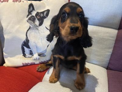 Cockalier puppies (Cocker Spaniel x Cavalier King Charles) in Carlow