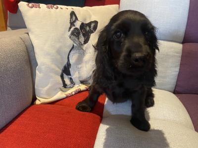 Cockalier puppies (Cocker Spaniel x Cavalier King Charles) in Carlow