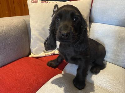 Cockalier puppies (Cocker Spaniel x Cavalier King Charles) in Carlow