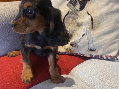 Cockalier puppies (Cocker Spaniel x Cavalier King Charles) in Carlow