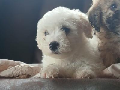 Poochon puppies (Poodle x Bichon Frise) for sale in Mayo