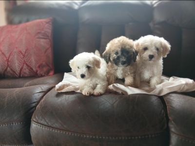 Poochon puppies (Poodle x Bichon Frise) for sale in Mayo