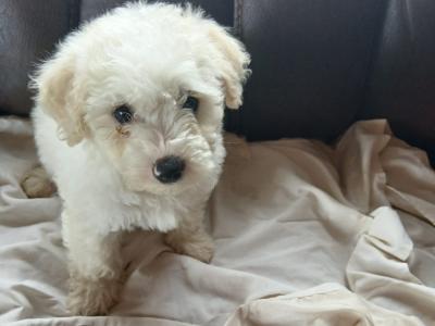 Poochon puppies (Poodle x Bichon Frise) for sale in Mayo