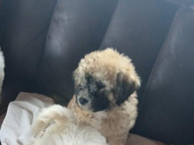 One male Poochon puppy left in Mayo