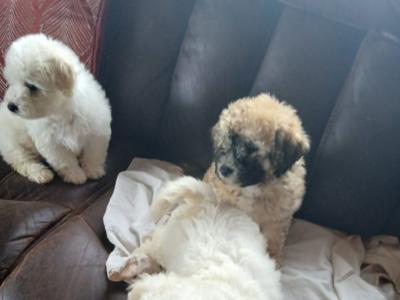 Poochon puppies (Poodle x Bichon Frise) for sale in Mayo