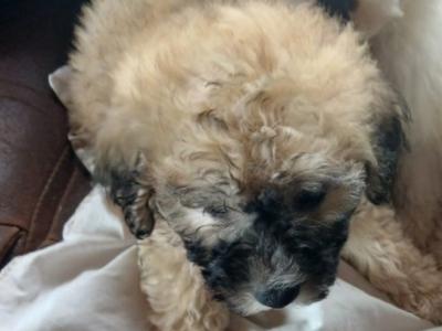 One male Poochon puppy left in Mayo