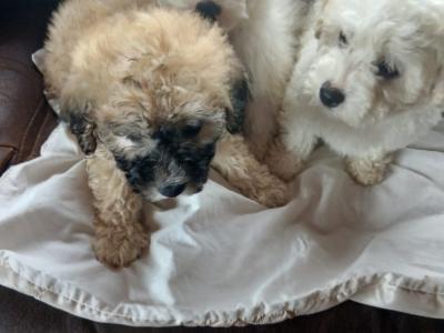 Poochon puppies (Poodle x Bichon Frise) for sale in Mayo