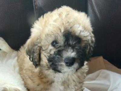 One male Poochon puppy left in Mayo
