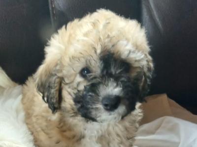 One male Poochon puppy left in Mayo