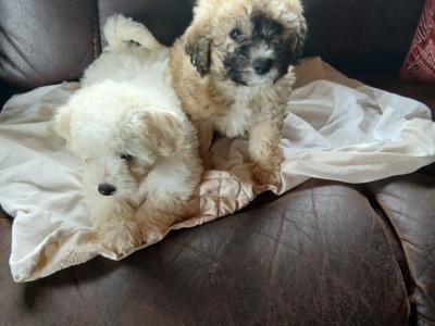 Poochon puppies (Poodle x Bichon Frise) for sale in Mayo