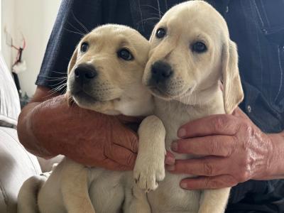 Golden Labrador puppies for sale in Cork. Only 2 left