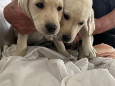 Golden Labrador puppies for sale in Cork. Only 2 left