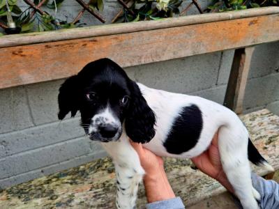 English Springer Spaniel puppies in Louth