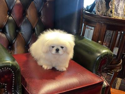 1 male puppy only NOW available