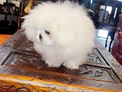 1 male puppy only NOW available
