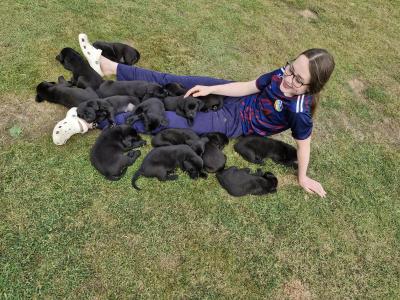 Purebred Black Labrador Puppies | Family Raised | Field Trial Champion Sire | 9 weeks old