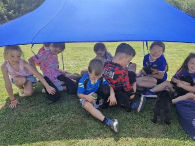 Purebred Black Labrador Puppies | Family Raised | Field Trial Champion Sire | 9 weeks old