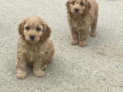F1 miniature Cockapoo pups