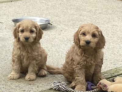 F1 miniature Cockapoo pups