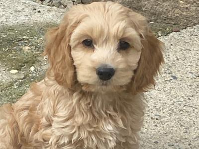 F1 miniature Cockapoo pups