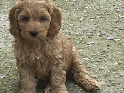 F1 miniature Cockapoo pups
