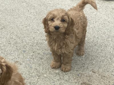 F1 miniature Cockapoo pups