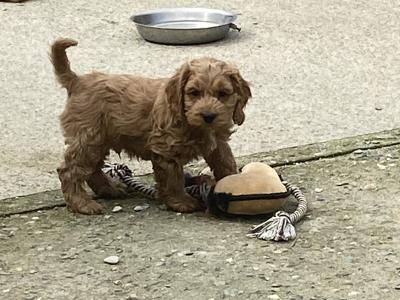 F1 miniature Cockapoo pups