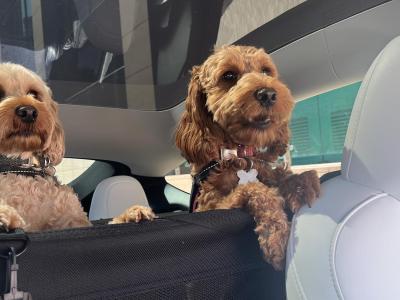 F1 miniature Cockapoo pups