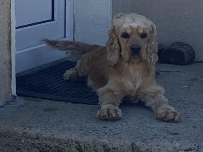 F1 miniature Cockapoo pups