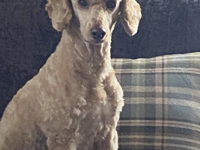 F1 miniature Cockapoo pups