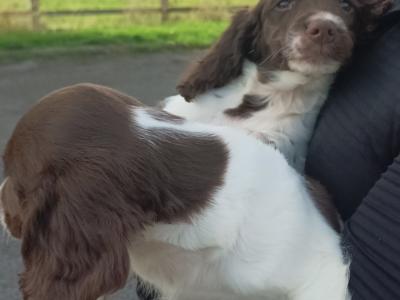 2 fab old style chunky springers