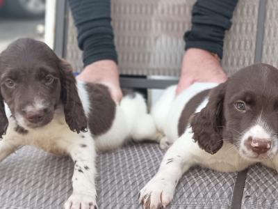 2 fab old style chunky springers