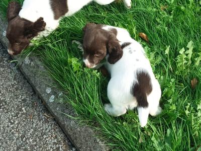 2 fab old style chunky springers