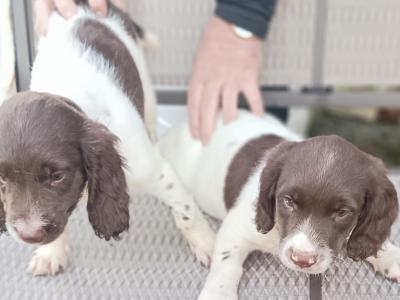 2 fab old style chunky springers