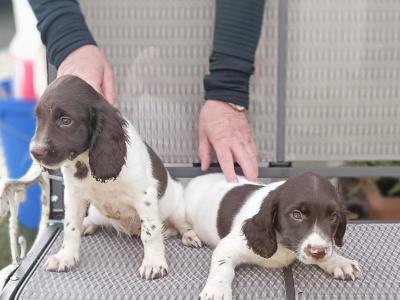 2 fab old style chunky springers